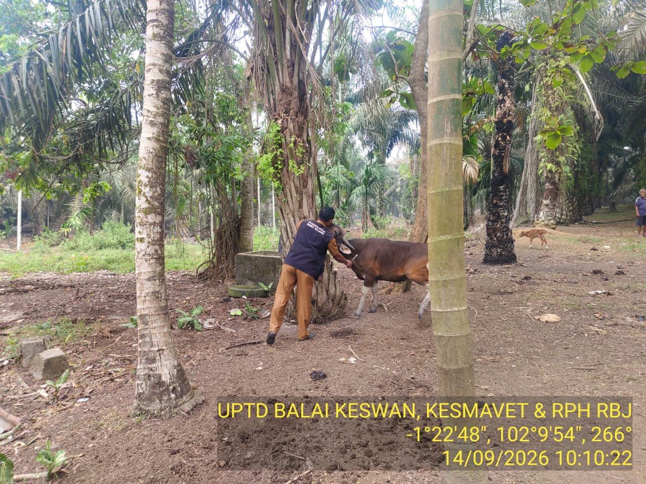 Kegiatan vaksinasi UPTD Rimbo Bujang - 20260922104048