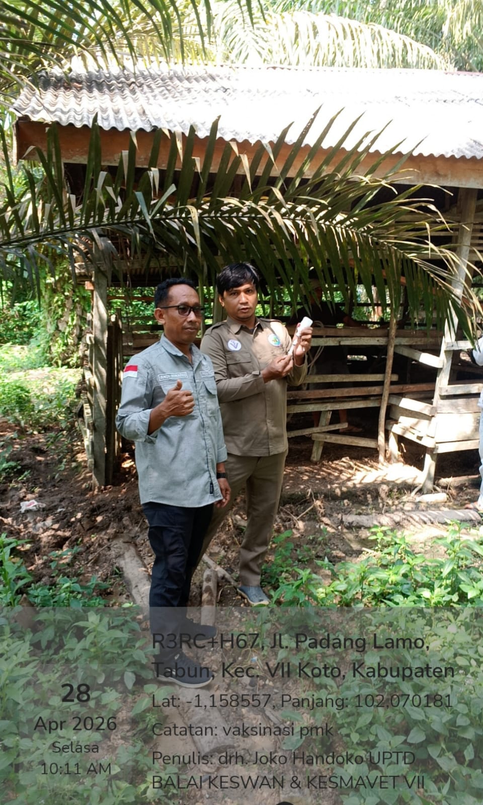 vaksinasi Penyakit Mulut dan Kuku (PMK) pada ternak - 20260922110500