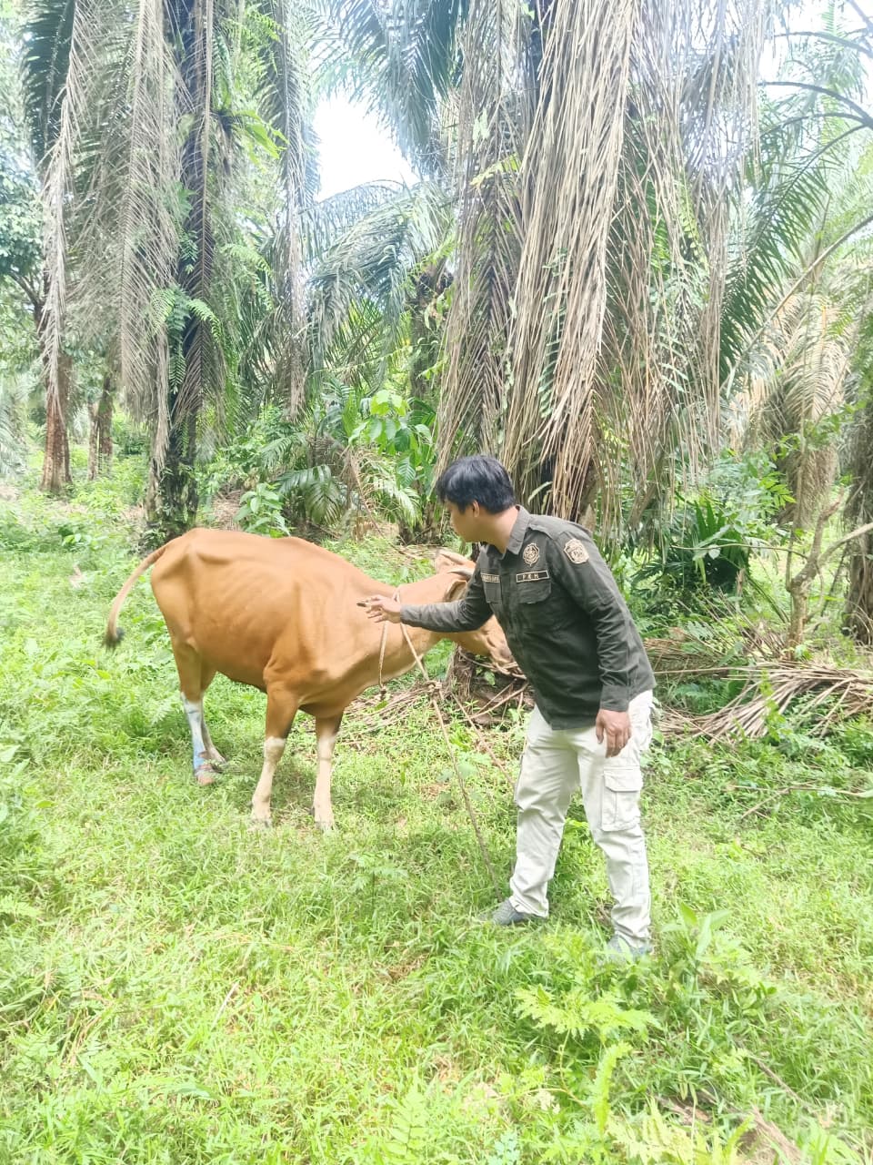 vaksinasi Penyakit Mulut dan Kuku (PMK) pada ternak - 20260922110500